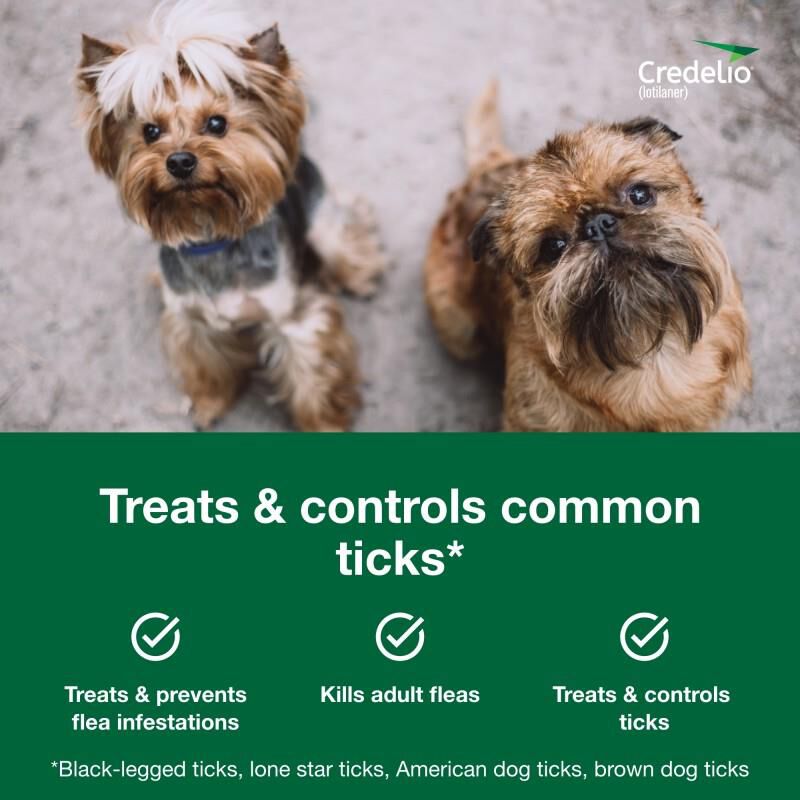 Credelio flea and tick pill best sale