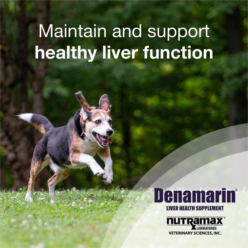 Dog liver best sale medicine denamarin