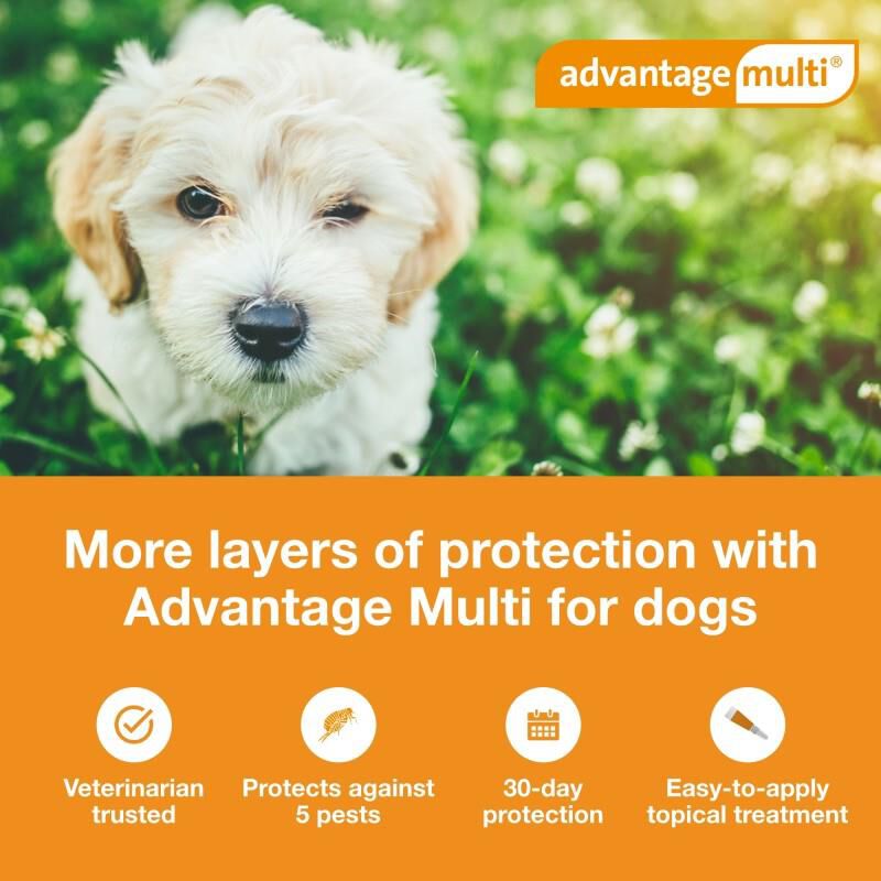 Bayer Advantage Multi for Dogs Puppies Heartworm Fleas Allivet