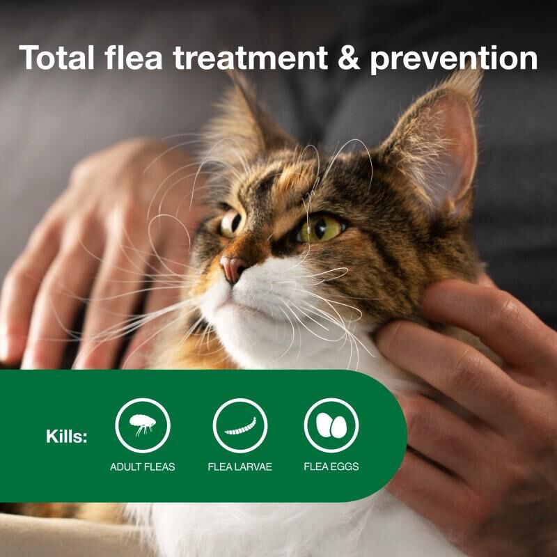 Fashion flea treatment safe for nursing cats