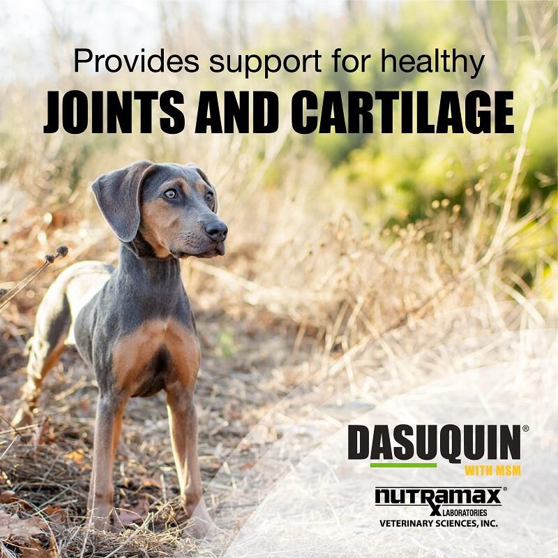 Dasuquin with MSM for Dogs Joint Health Supplement