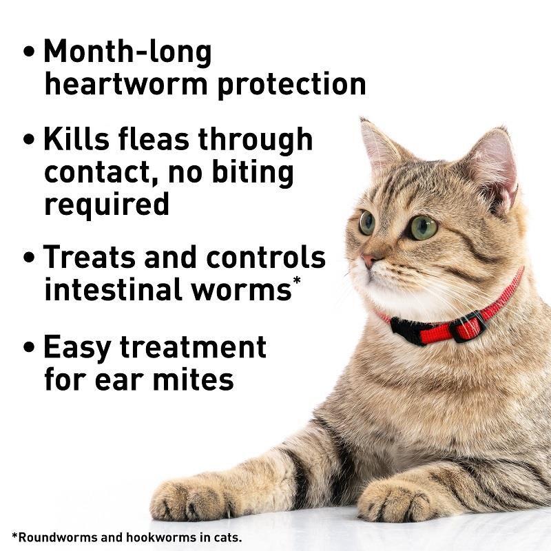 Heartworm advantage deals multi cats