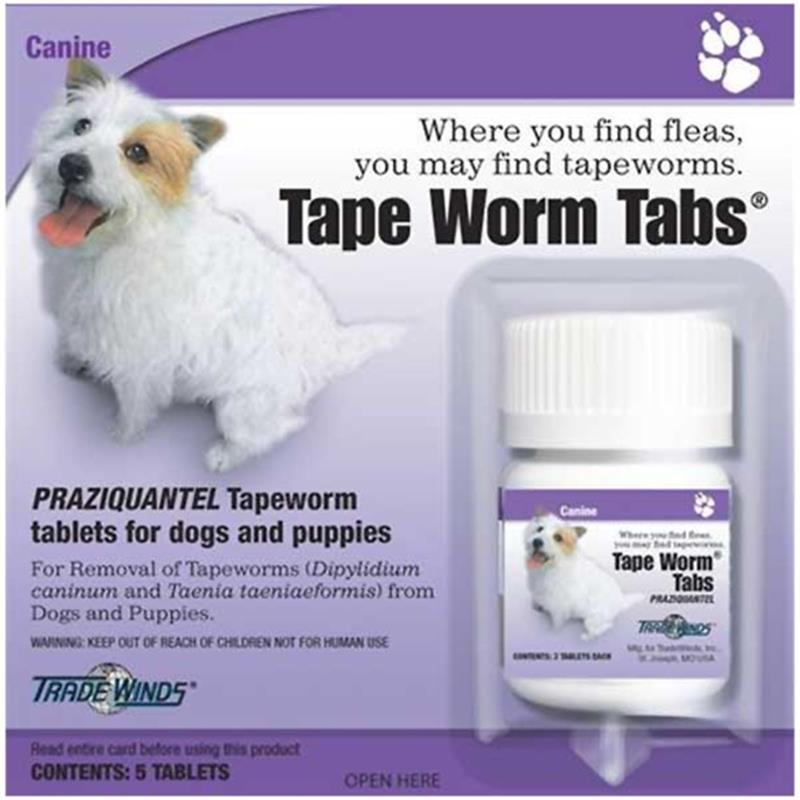 dog tape worm