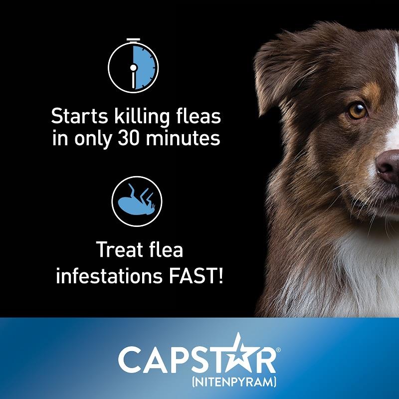 capstar flea and tick