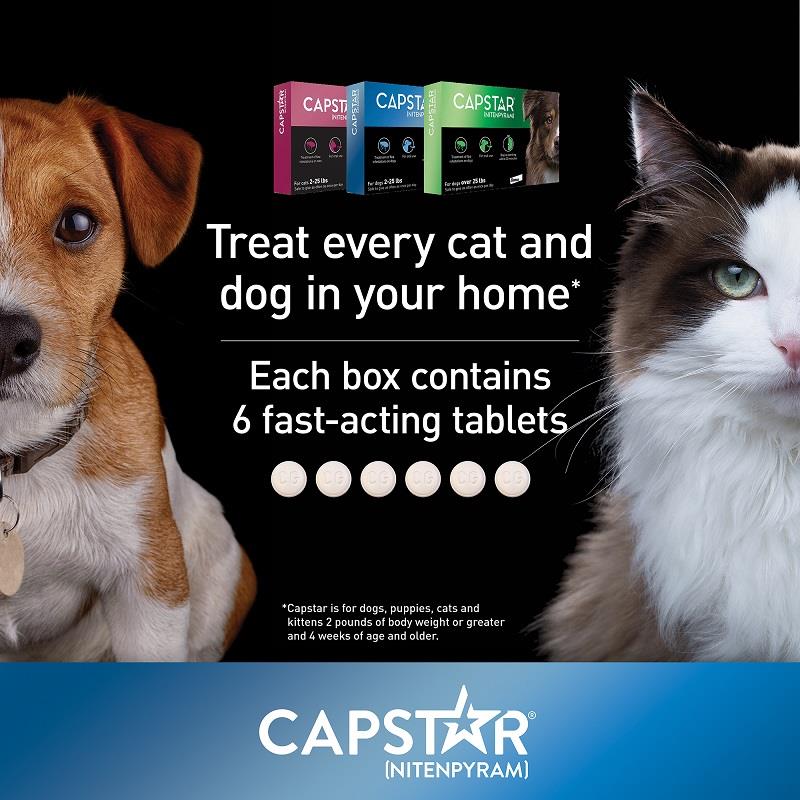 buy capstar for cats