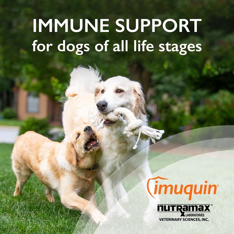 Imuquin Immune Health Supplement for Dogs and Puppies, 30 packets | Allivet