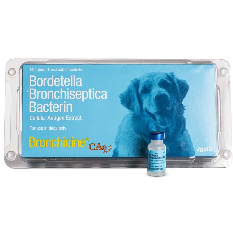 Бордетелла бронхисептика. Bordetella bronchiseptica антибиотик. Bordetella bronchiseptica у человека. CAES сиверетер.